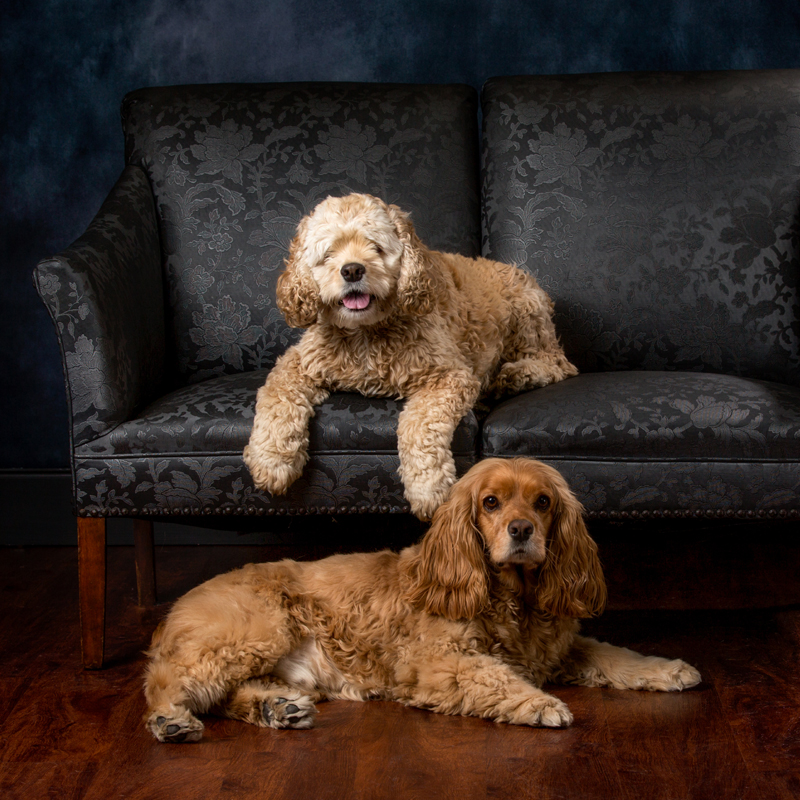 dogs